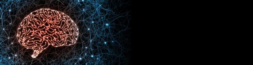 головной мозг