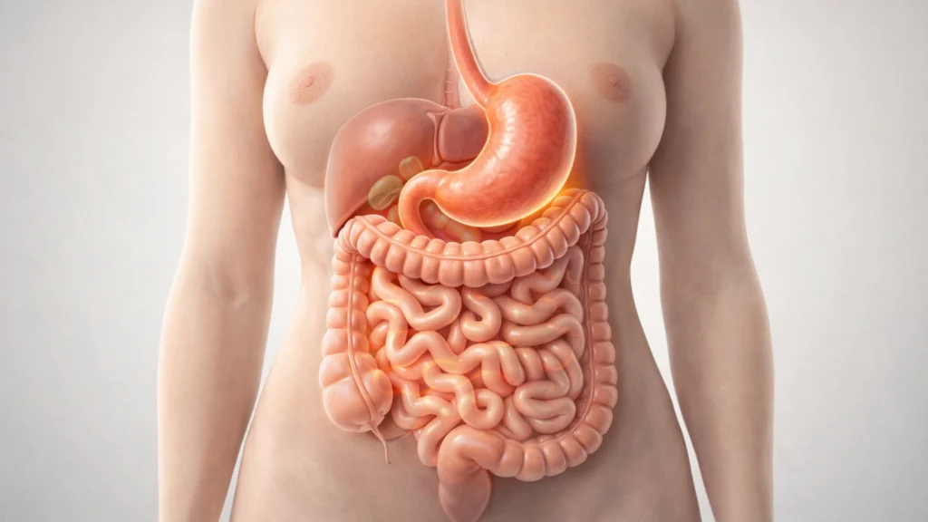 ілюстрація внутрішніх органів шлунково-кишкового тракту